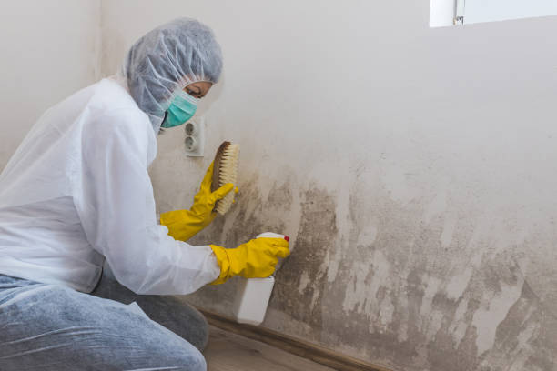 Best Environmental Consulting for Mold Prevention  in Clinton, IL