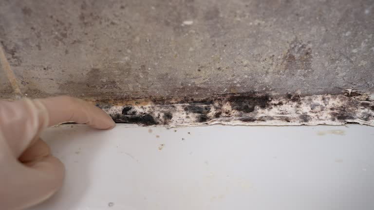 Best Mold Damage Restoration  in Clinton, IL