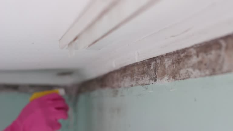 Best Mold Prevention Services  in Clinton, IL